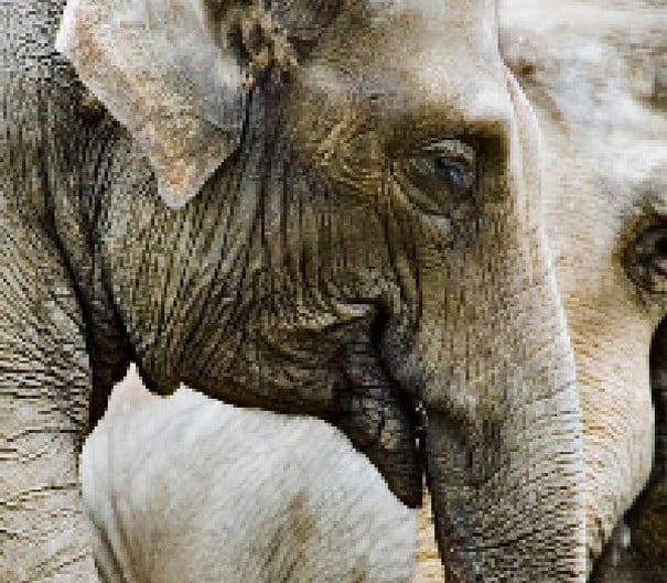 Campaign Creates Photos Of Species With As Many Pixels As There Are Animals Left